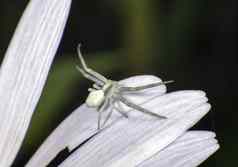 白色蜘蛛