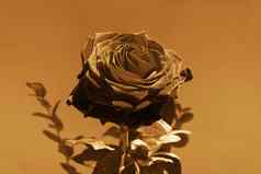 黑色的玫瑰