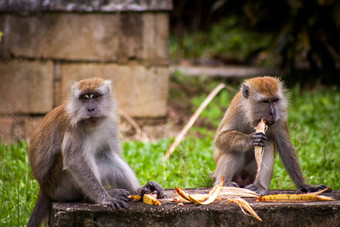 成人短尾猿猴子坐着吃水果