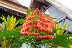 美丽的异国情调的热带花尾植物夏天