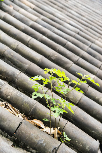 植物<strong>日</strong>益增长的竹子屋顶<strong>中国风</strong>格