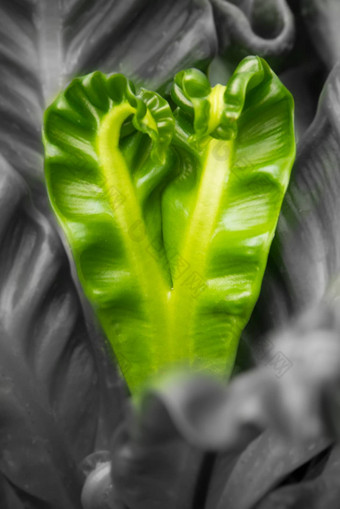 鸟巢蕨类植物调用艺术家蕨类植物泰国心形状