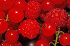各种各样的浆果树莓黑色的红色的醋栗极端的