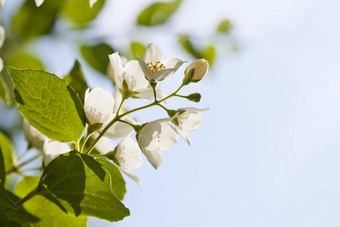 茉莉花花