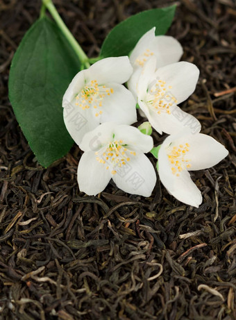 茶茉莉花花