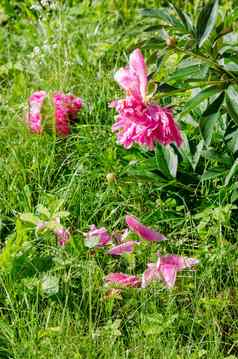 粉红色的牡丹布什花瓣绿色草地花园