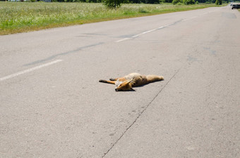 车杀了死狐狸动物身体躺路