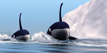 虎鲸鲸鱼