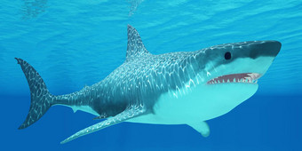 伟大的白色鲨鱼海底