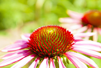 紫色的松果<strong>菊</strong>布鲁姆药用草