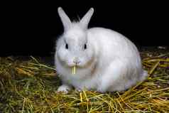 白色兔子兔子有稻草
