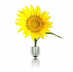 黄色的太阳花灯泡生态能源概念