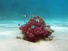 珊瑚礁硬珊瑚异国情调的鱼白尾小热带鱼底热带海蓝色的水背景