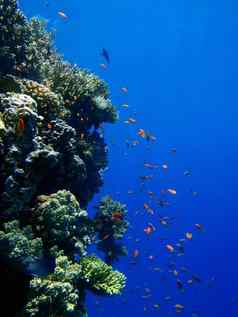 五彩缤纷的鱼珊瑚墙