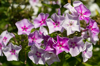 白色紫色的花朵