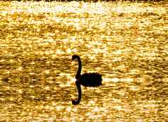 孤独的天鹅浮动池塘闪闪发光的光