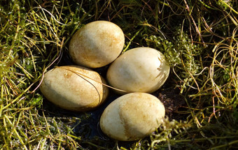 伟大的冠毛犬grebe鸭子足底头<strong>肌</strong>cristatus巢鸡蛋