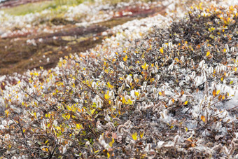 柳树glauca灰色的柳树格陵兰岛