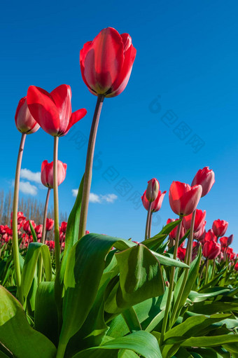 红色的郁金香蓝色的天空斯卡吉特郁金香节日