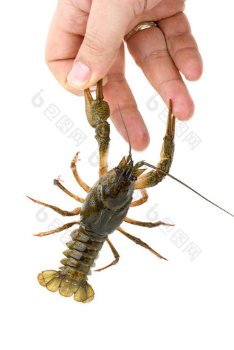 小龙虾抓住了手指爪子
