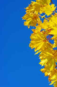 黄色的枫木秋天林 间 空地天空