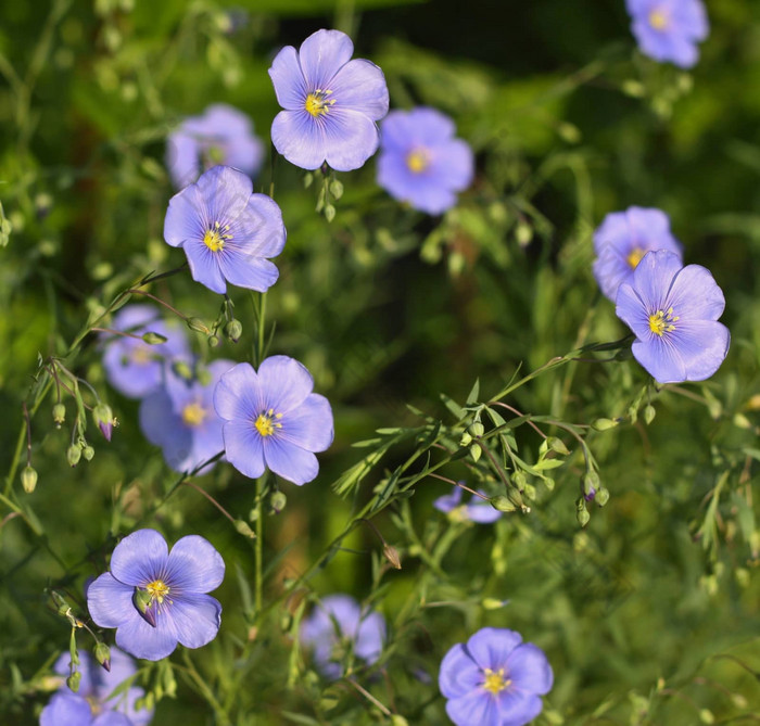 亚麻花