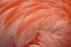 粉红色的火烈鸟羽毛