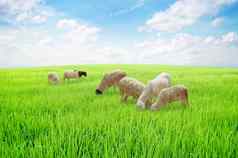 羊山羊吃草草地