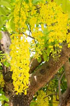 黄色的花金淋浴树