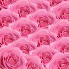 粉红色的玫瑰背景