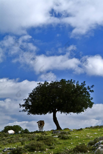 孤独的牛孤独的树