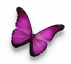 黑暗紫罗兰色的蝴蝶孤立的白色