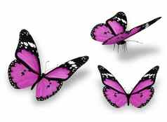 紫罗兰色的蝴蝶孤立的白色