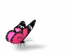 粉红色的蝴蝶孤立的白色背景
