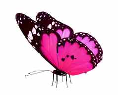 粉红色的蝴蝶孤立的白色