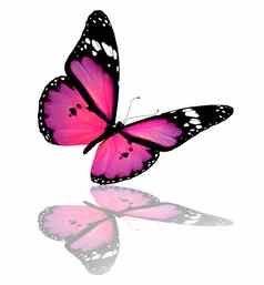 粉紫蝴蝶孤立的白色
