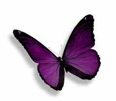 黑暗紫罗兰色的蝴蝶孤立的白色