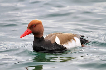 red-crested<strong>红头潜鸭鸭</strong>内塔鲁菲娜