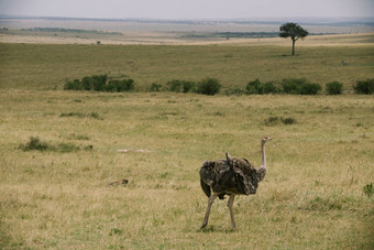 鸵鸟肯尼亚伟大的迁移