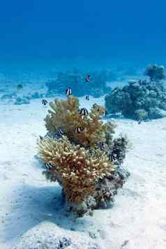 珊瑚礁硬珊瑚异国情调的鱼白尾小热带鱼底热带海蓝色的水背景