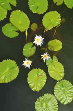 前视图白色莲花莲花叶池塘