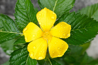 特写镜头圣人玫瑰<strong>花露水</strong>水白色背景