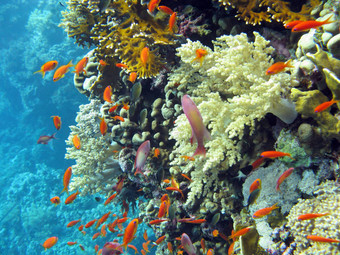 珊瑚礁Shoal橙色鱼anthias底热带海蓝色的水背景