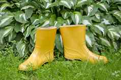 一对雨橡胶黄色的靴子花园草