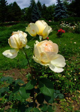 荷兰黄金玫瑰