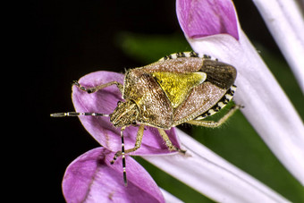 多毛的shieldbug