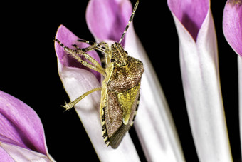 多毛的shieldbug