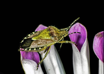 多毛的shieldbug