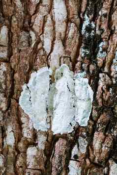 树皮表面纹理木