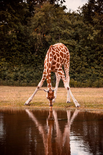非洲长颈鹿喝水
